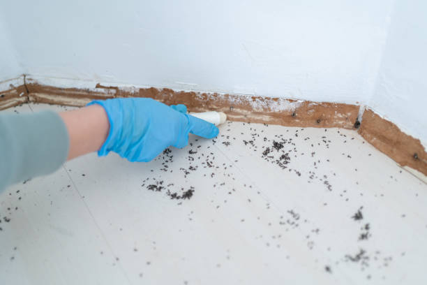 Reliable Stromsburg, NE Pest Control Solutions